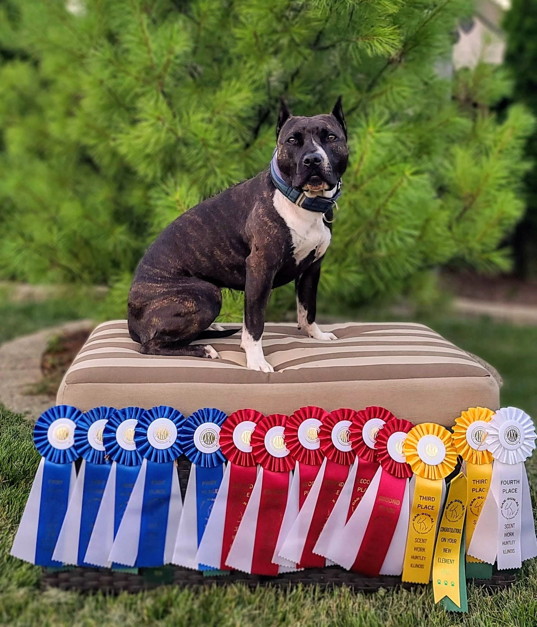 Ellie with awards